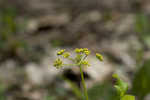 Smooth meadowparsnip